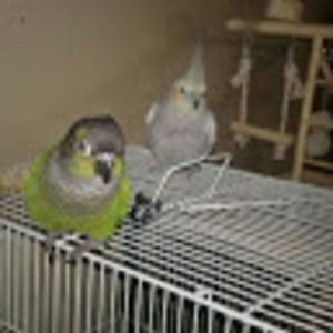 Meet your Posher, Johnny